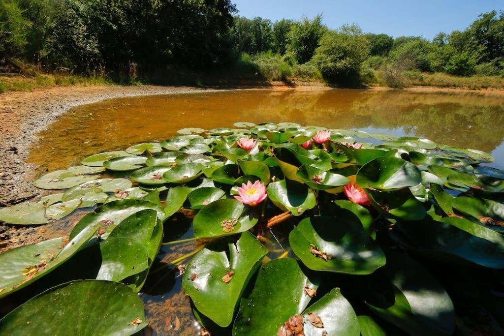 Domaine La Faix, Gite La Forestiere Saint-Plaisir Εξωτερικό φωτογραφία